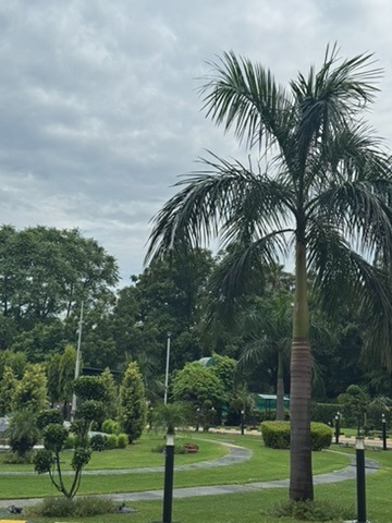 Campus lawn and palm trees
