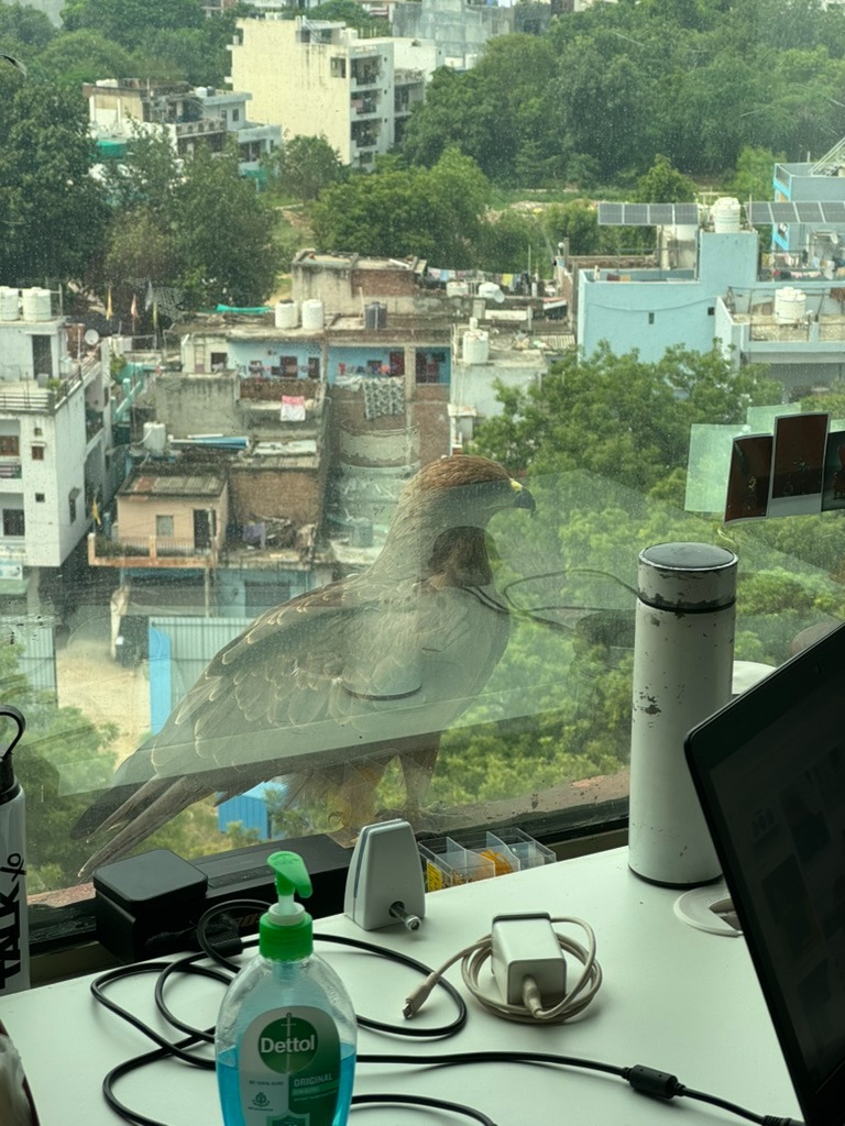 Hawk perched right outside the office window